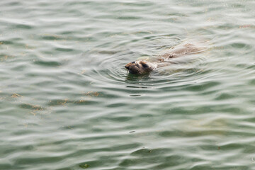 Elephant seal swimming in the ocean