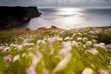 coast of the sea, Landscape on the north-western coast of Sardinia. Thistles in motion blur moved...