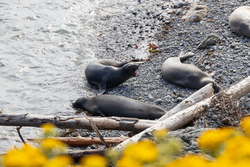 Elephant seals laying on a rock beach