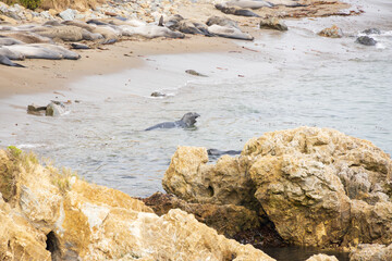 Elephant seals laying on a rock beach