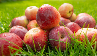 red apples for background.harvest of red apples on green grass - 751032852