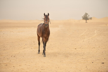 horse in the desert in full height. brown Arabian horse against the background of the desert