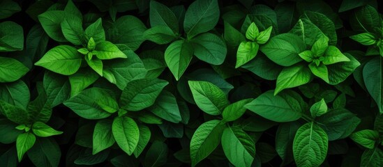 This close-up view showcases the vibrant green leaves of a plant against a dark background, emphasizing the intricate details and textures of the foliage. The lush green color and delicate veins