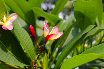 Obraz na płótnie Canvas Plumeria or frangipani flower. Tropical tree