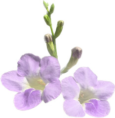Purple flower isolated on white background. Clipping path included.
