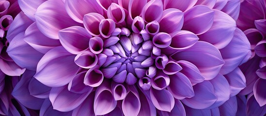 This close-up shot showcases the intricate details of a large purple Chrysanthemum macro flower. The vibrant petals and delicate stamens are prominently displayed in high definition. - obrazy, fototapety, plakaty