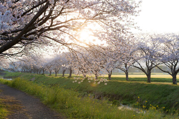 Obraz premium 朝の草場川の桜並木（福岡県朝倉郡筑前町）