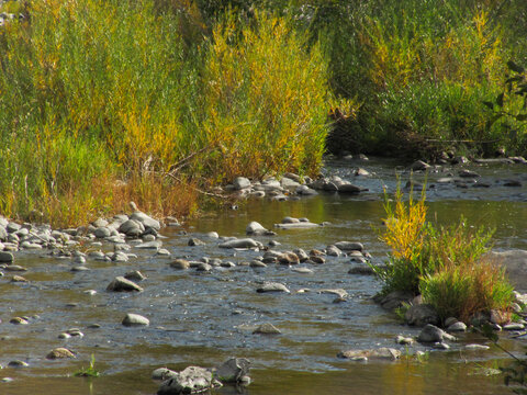 photo of potlatch river in idaho county near Juliaetta idaho in summer with green grass gowing on the banks dotted with early autumn colors of gold and orange