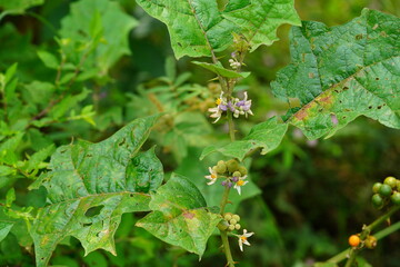 Solanum plant with flowers and small fruits, rare and with medicinal properties. (Solanaceae family). Here a flowering plant with fruits at the edge of the Amazon rainforest. Iranduba, Manaus, Brazil.