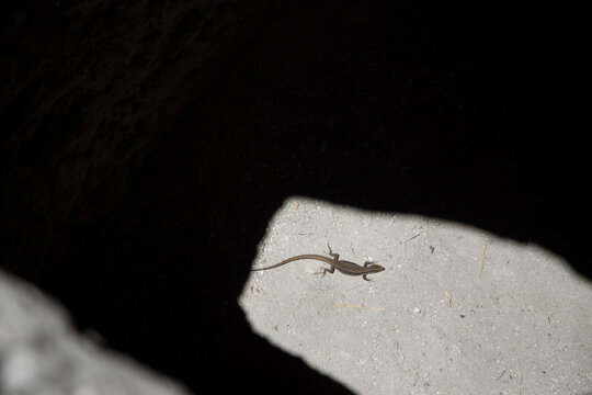 Small lizard in a cave