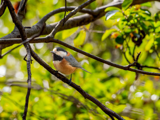 木の枝にとまるヤマガラ