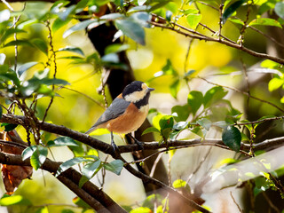 木の枝にとまるヤマガラ