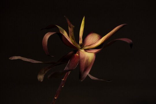 Dried Leucadendron 