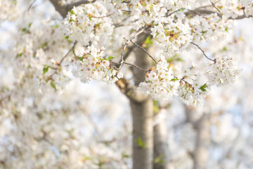 Cherry blossoms in the park in spring