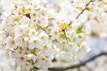 Cherry blossoms in the park in spring
