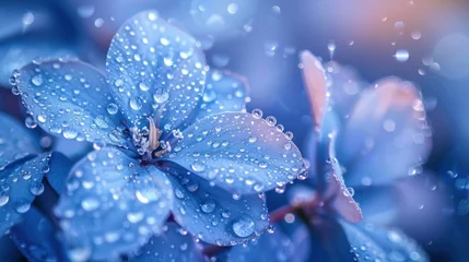 Deurstickers Close-up view of refreshing dew drops adorning the delicate petals of blue hydrangea flowers in soft light. © Praphan