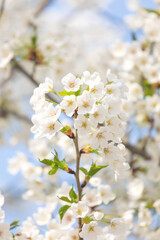 Cherry blossoms in the park in spring