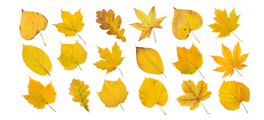 Set of yellow leaves isolated transparent png. Autumn colored canada and japanese maple, oak, linden, actinidia, 
poplar, sweetgum and tigernut leaves. - obrazy, fototapety, plakaty