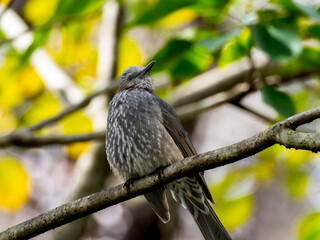木の枝にとまるヒヨドリ