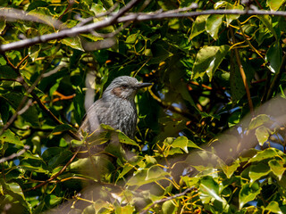 木の枝にとまるヒヨドリ