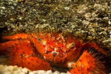 bristly crab, hairy crab, hairy black crab, bristly xanthid (Pilumnus hirtellus), on rocky seabed. Alghero, Capo Caccia, NW Sardinia, Italy