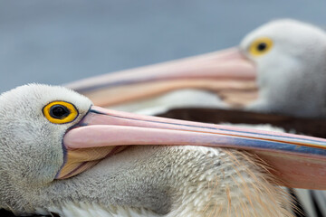 portrait of a pelican up close