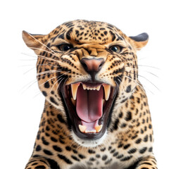 Jaguar's startled facial expressionisolated on transparent background, element remove background, element for design - animal, wildlife, animal themes