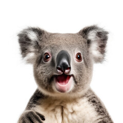 Koala's startled facial expressionisolated on transparent background, element remove background, element for design - animal, wildlife, animal themes