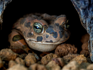 エジプトミドリヒキガエルのクローズアップ