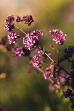 Origanum vulgare