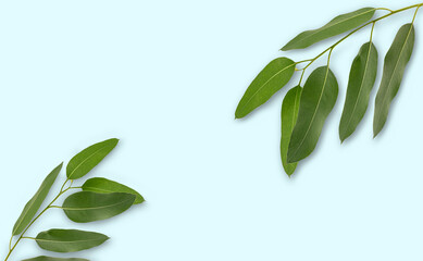 Eucalyptus green leaves isolated on light blue background - 751046081