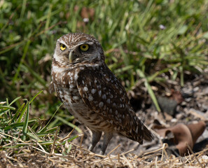 Florida Burrowing Owl