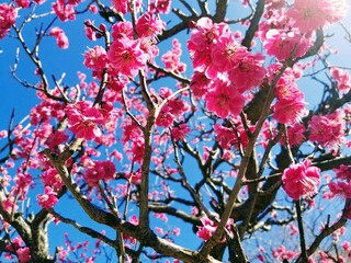 pink plum blossom