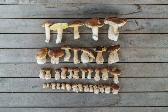 Top view of the mushrooms lined up in a row