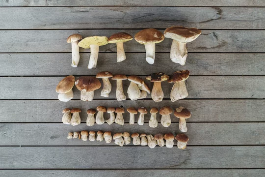 Top view of the mushrooms lined up in a row