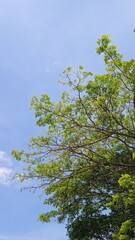 leaves against blue sky