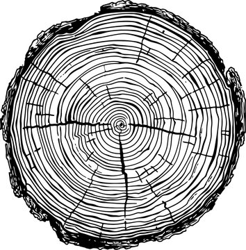 Tree rings texture drawing