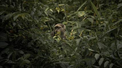 Monkey in the bush