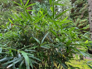 Obraz premium Beautiful green plant growing in autumn park