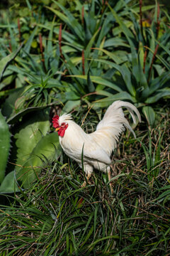 White rooster in the tropical garden