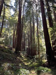 Obraz premium Muir Woods San Francisco California