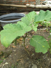 eggplant trees that grow abundantly in front of the house