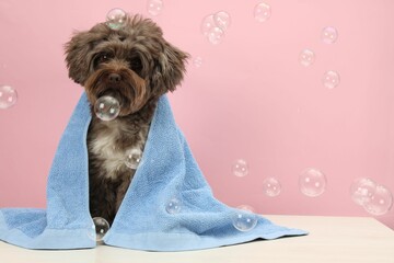 Cute Maltipoo dog with towel and bubbles on white table against pink background, space for text....