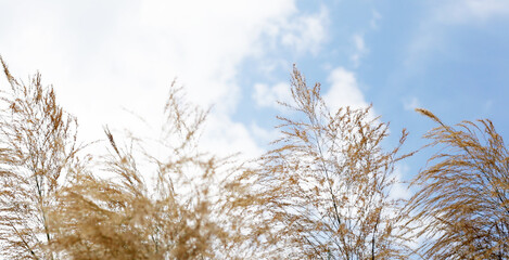 Reed flower with blue sky