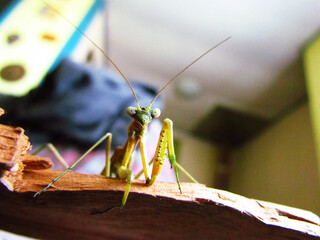 Curiosa mantis religiosa mirando hacia la cámara