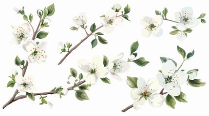 Obraz na płótnie Canvas White flowers branch floral set clipart illustration