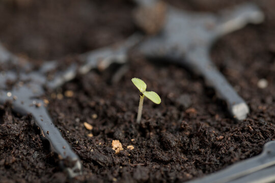 plant sprout