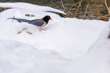 red billed blue magpie on the snow