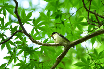 太い枝でさえずるシジュウカラの幼鳥