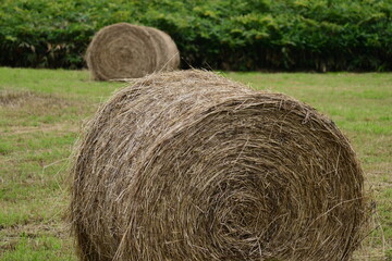 ころがる夏の牧草ロール